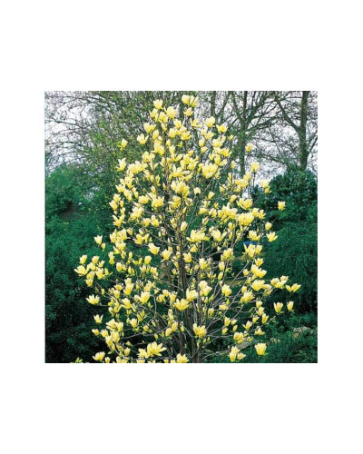 Магнолія бруклінська Єллоу Бьорд | Magnolia brooklynensis Yellow Bird | Магнолия бруклинская Еллоу Берд
