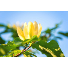 Магнолія бруклінська Єллоу Бьорд | Magnolia brooklynensis Yellow Bird | Магнолия бруклинская Еллоу Берд