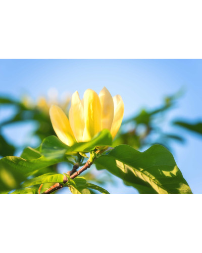 Магнолія бруклінська Єллоу Бьорд | Magnolia brooklynensis Yellow Bird | Магнолия бруклинская Еллоу Берд
