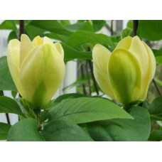 Магнолія бруклінська Єллоу Бьорд | Magnolia brooklynensis Yellow Bird | Магнолия бруклинская Еллоу Берд