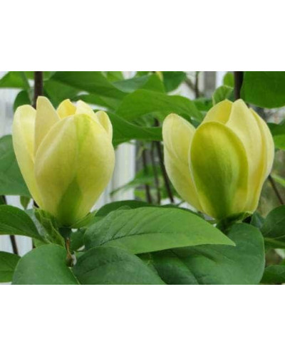 Магнолія бруклінська Єллоу Бьорд | Magnolia brooklynensis Yellow Bird | Магнолия бруклинская Еллоу Берд
