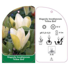Магнолія бруклінська Єллоу Бьорд | Magnolia brooklynensis Yellow Bird | Магнолия бруклинская Еллоу Берд
