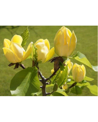 Магнолія бруклінська Єллоу Бьорд | Magnolia brooklynensis Yellow Bird | Магнолия бруклинская Еллоу Берд