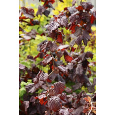 Ліщина звичайна Ред Маджестік | Corylus avellana Red Majestic | Лещина обыкновенная Ред Маджестик