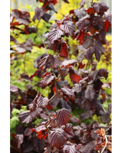 Ліщина звичайна Ред Маджестік | Corylus avellana Red Majestic | Лещина обыкновенная Ред Маджестик