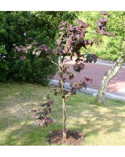 Ліщина звичайна Ред Маджестік | Corylus avellana Red Majestic | Лещина обыкновенная Ред Маджестик