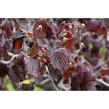 Ліщина звичайна Ред Маджестік | Corylus avellana Red Majestic | Лещина обыкновенная Ред Маджестик