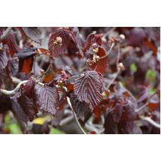 Ліщина звичайна Ред Маджестік | Corylus avellana Red Majestic | Лещина обыкновенная Ред Маджестик
