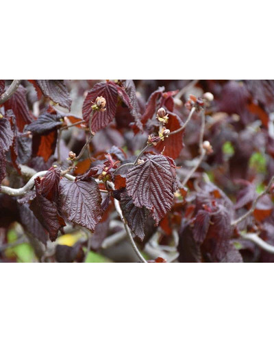 Ліщина звичайна Ред Маджестік | Corylus avellana Red Majestic | Лещина обыкновенная Ред Маджестик