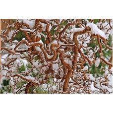 Ліщина звичайна Ред Маджестік | Corylus avellana Red Majestic | Лещина обыкновенная Ред Маджестик
