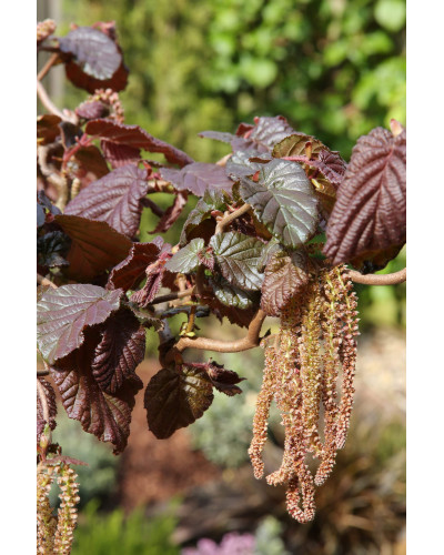 Ліщина звичайна Ред Маджестік | Corylus avellana Red Majestic | Лещина обыкновенная Ред Маджестик