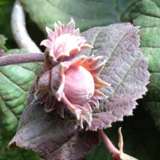 Ліщина звичайна Ред Маджестік | Corylus avellana Red Majestic | Лещина обыкновенная Ред Маджестик