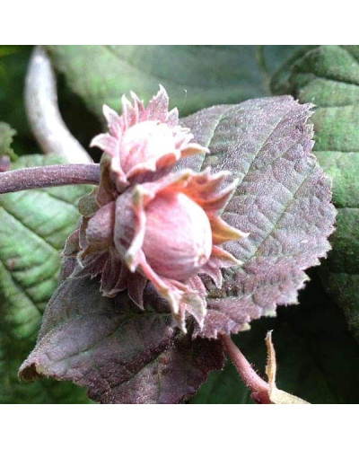 Ліщина звичайна Ред Маджестік | Corylus avellana Red Majestic | Лещина обыкновенная Ред Маджестик