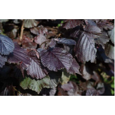 Ліщина звичайна Ред Маджестік | Corylus avellana Red Majestic | Лещина обыкновенная Ред Маджестик