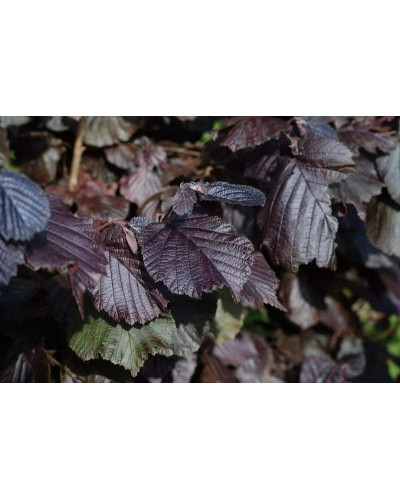 Ліщина звичайна Ред Маджестік | Corylus avellana Red Majestic | Лещина обыкновенная Ред Маджестик
