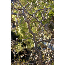 Ліщина звичайна / Фундук Конторта | Corylus avellana Contorta | Лещина обыкновенная / Фундук Конторта