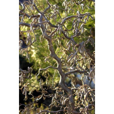 Ліщина звичайна / Фундук Конторта | Corylus avellana Contorta | Лещина обыкновенная / Фундук Конторта