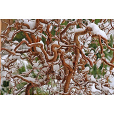 Ліщина звичайна / Фундук Конторта | Corylus avellana Contorta | Лещина обыкновенная / Фундук Конторта