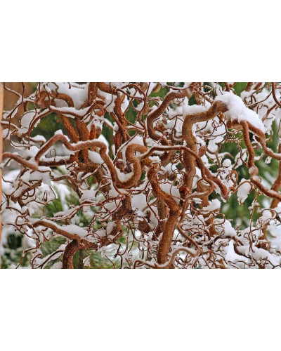Ліщина звичайна / Фундук Конторта | Corylus avellana Contorta | Лещина обыкновенная / Фундук Конторта