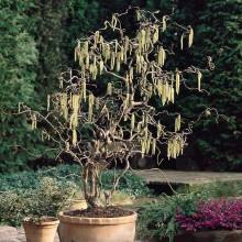 Ліщина звичайна / Фундук Конторта | Corylus avellana Contorta | Лещина обыкновенная / Фундук Конторта