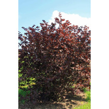 Ліщина велика Пурпуреа | Corylus maxima Purpurea | Лещина большая Пурпуреа