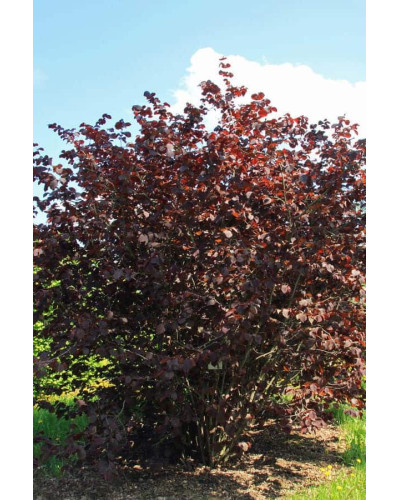 Ліщина велика Пурпуреа | Corylus maxima Purpurea | Лещина большая Пурпуреа