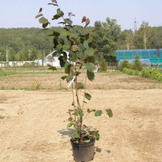 Ліщина велика Пурпуреа | Corylus maxima Purpurea | Лещина большая Пурпуреа