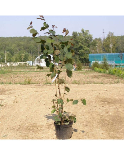 Ліщина велика Пурпуреа | Corylus maxima Purpurea | Лещина большая Пурпуреа