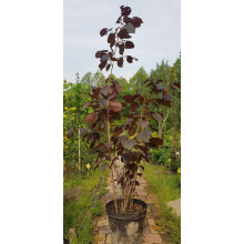 Ліщина велика Пурпуреа | Corylus maxima Purpurea | Лещина большая Пурпуреа