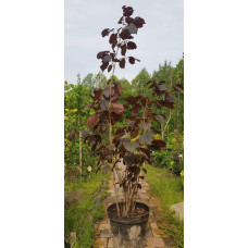 Ліщина велика Пурпуреа | Corylus maxima Purpurea | Лещина большая Пурпуреа