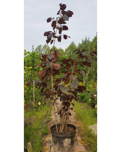 Ліщина велика Пурпуреа | Corylus maxima Purpurea | Лещина большая Пурпуреа