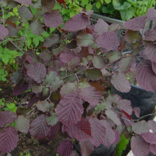 Ліщина велика Пурпуреа | Corylus maxima Purpurea | Лещина большая Пурпуреа