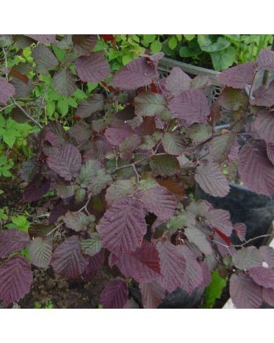 Ліщина велика Пурпуреа | Corylus maxima Purpurea | Лещина большая Пурпуреа