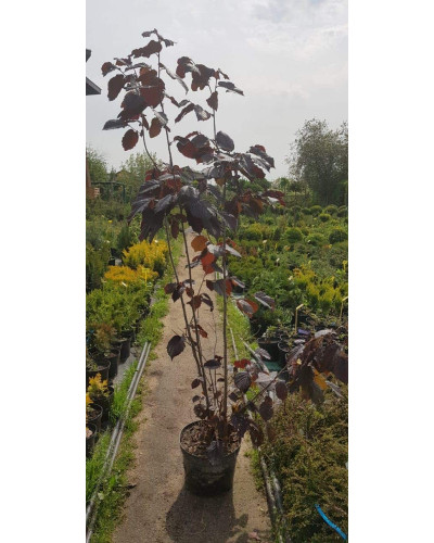 Ліщина велика Пурпуреа | Corylus maxima Purpurea | Лещина большая Пурпуреа