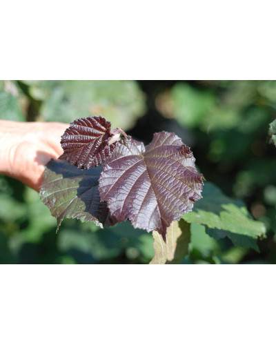 Ліщина велика Пурпуреа | Corylus maxima Purpurea | Лещина большая Пурпуреа
