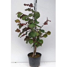Ліщина велика Пурпуреа | Corylus maxima Purpurea | Лещина большая Пурпуреа