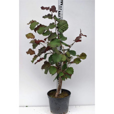 Ліщина велика Пурпуреа | Corylus maxima Purpurea | Лещина большая Пурпуреа