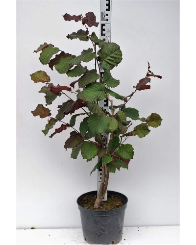 Ліщина велика Пурпуреа | Corylus maxima Purpurea | Лещина большая Пурпуреа
