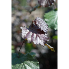 Ліщина велика Пурпуреа | Corylus maxima Purpurea | Лещина большая Пурпуреа