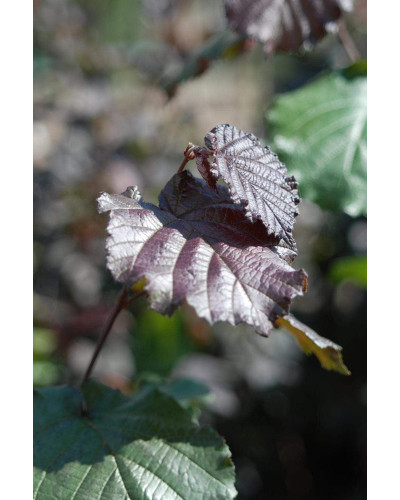 Ліщина велика Пурпуреа | Corylus maxima Purpurea | Лещина большая Пурпуреа