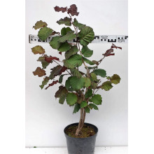 Ліщина велика Пурпуреа | Corylus maxima Purpurea | Лещина большая Пурпуреа