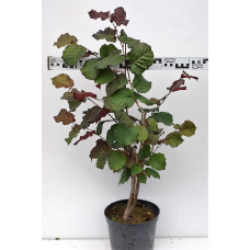 Ліщина велика Пурпуреа | Corylus maxima Purpurea | Лещина большая Пурпуреа