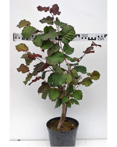 Ліщина велика Пурпуреа | Corylus maxima Purpurea | Лещина большая Пурпуреа
