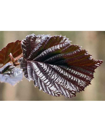 Ліщина велика Пурпуреа | Corylus maxima Purpurea | Лещина большая Пурпуреа