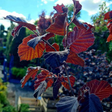 Ліщина велика Пурпуреа | Corylus maxima Purpurea | Лещина большая Пурпуреа