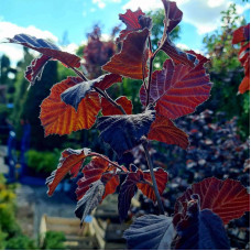 Ліщина велика Пурпуреа | Corylus maxima Purpurea | Лещина большая Пурпуреа