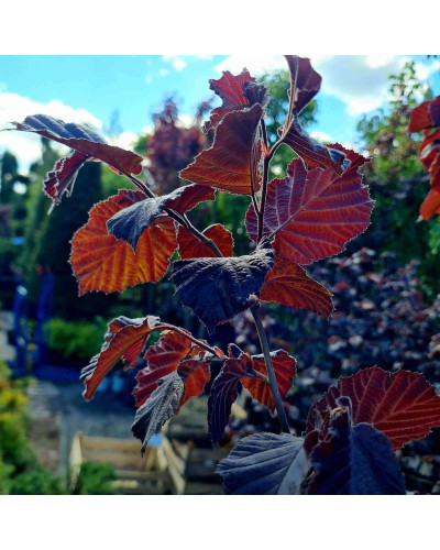 Ліщина велика Пурпуреа | Corylus maxima Purpurea | Лещина большая Пурпуреа