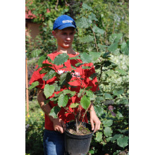 Ліщина велика Пурпуреа | Corylus maxima Purpurea | Лещина большая Пурпуреа