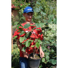 Ліщина велика Пурпуреа | Corylus maxima Purpurea | Лещина большая Пурпуреа