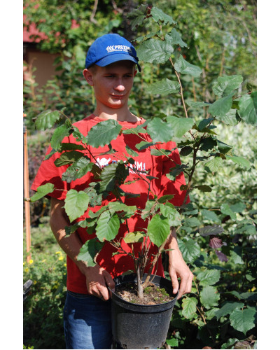 Ліщина велика Пурпуреа | Corylus maxima Purpurea | Лещина большая Пурпуреа